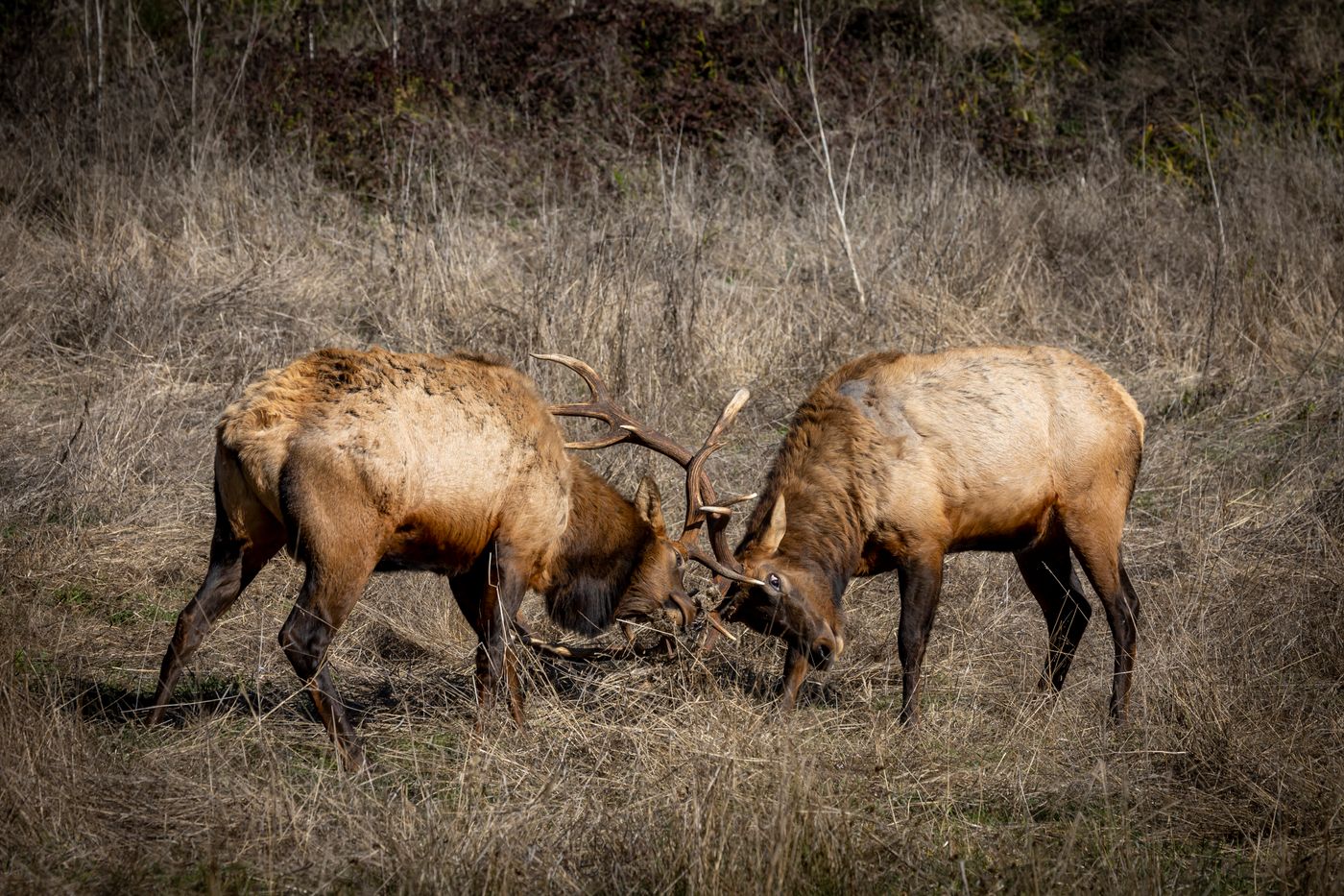 Two bull elk sparring with locked antlers during the fall rut in the Colorado high country